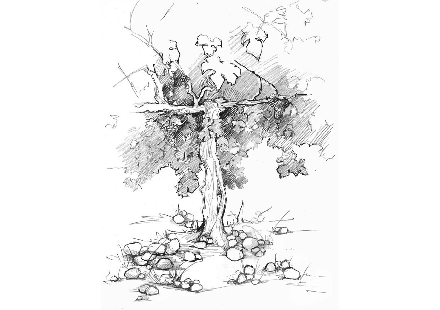 Product Image for 2023 The Rocks Syrah - Funk Estate